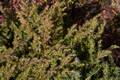 Juniperus conferta Schlager IMG_8647 Jałowiec nadbrzeżny